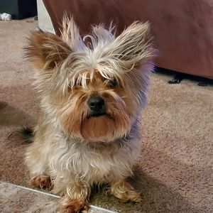 Meet your Posher, Monica